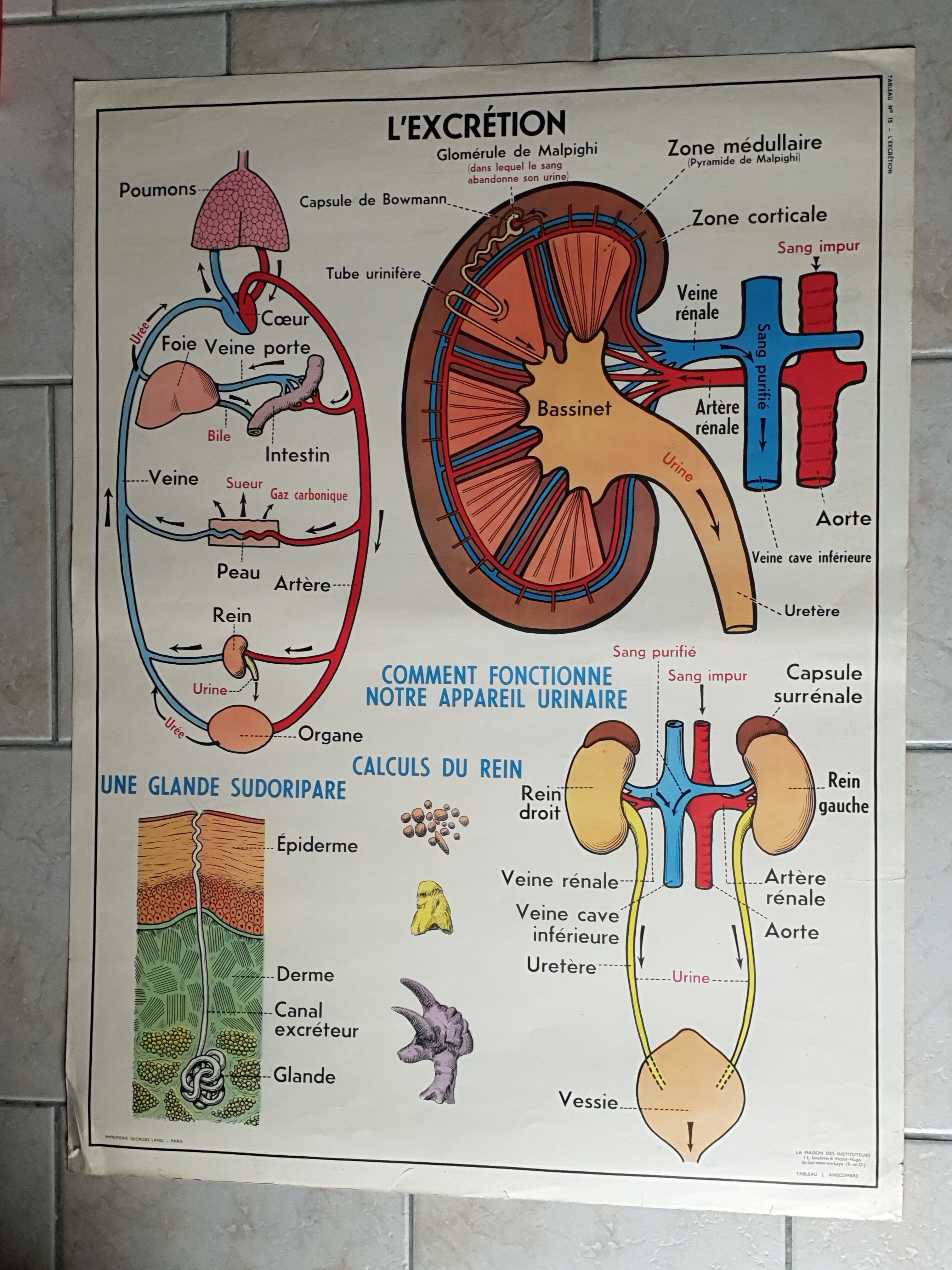 Poster school  excretion & hygiene first aid