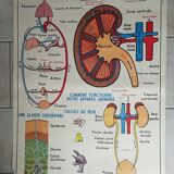 Poster school  excretion & hygiene first aid