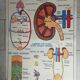Poster school  excretion & hygiene first aid