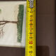 Original signed drawing – Tree with birds - frame 33/28 cm