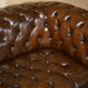 Restored Chesterfield leather sofa in vintage Art Deco style