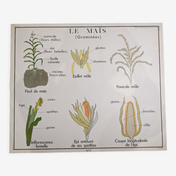 Ancienne affiche scolaire rossignol exotique tropicale rare maïs mil