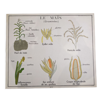 Ancienne affiche scolaire rossignol exotique tropicale rare maïs mil