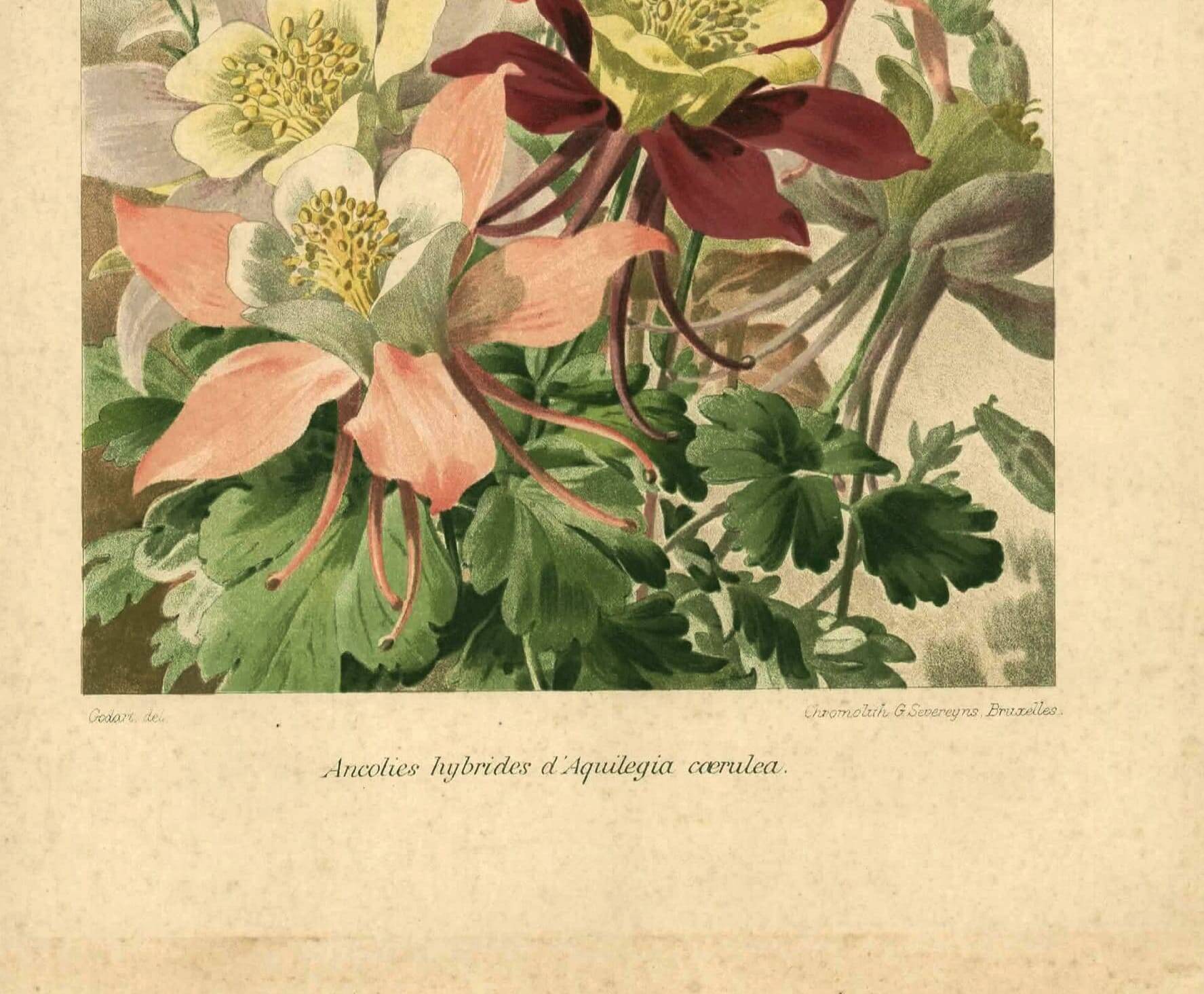 Botanical engraving from 1896 by Godart • Hybrid columbines Aquilegia coerulea • Old lithograph