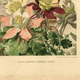 Botanical engraving from 1896 by Godart • Hybrid columbines Aquilegia coerulea • Old lithograph