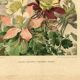 Botanical engraving from 1896 by Godart • Hybrid columbines Aquilegia coerulea • Old lithograph