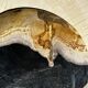 Empty pocket or dish in medium petrified wood