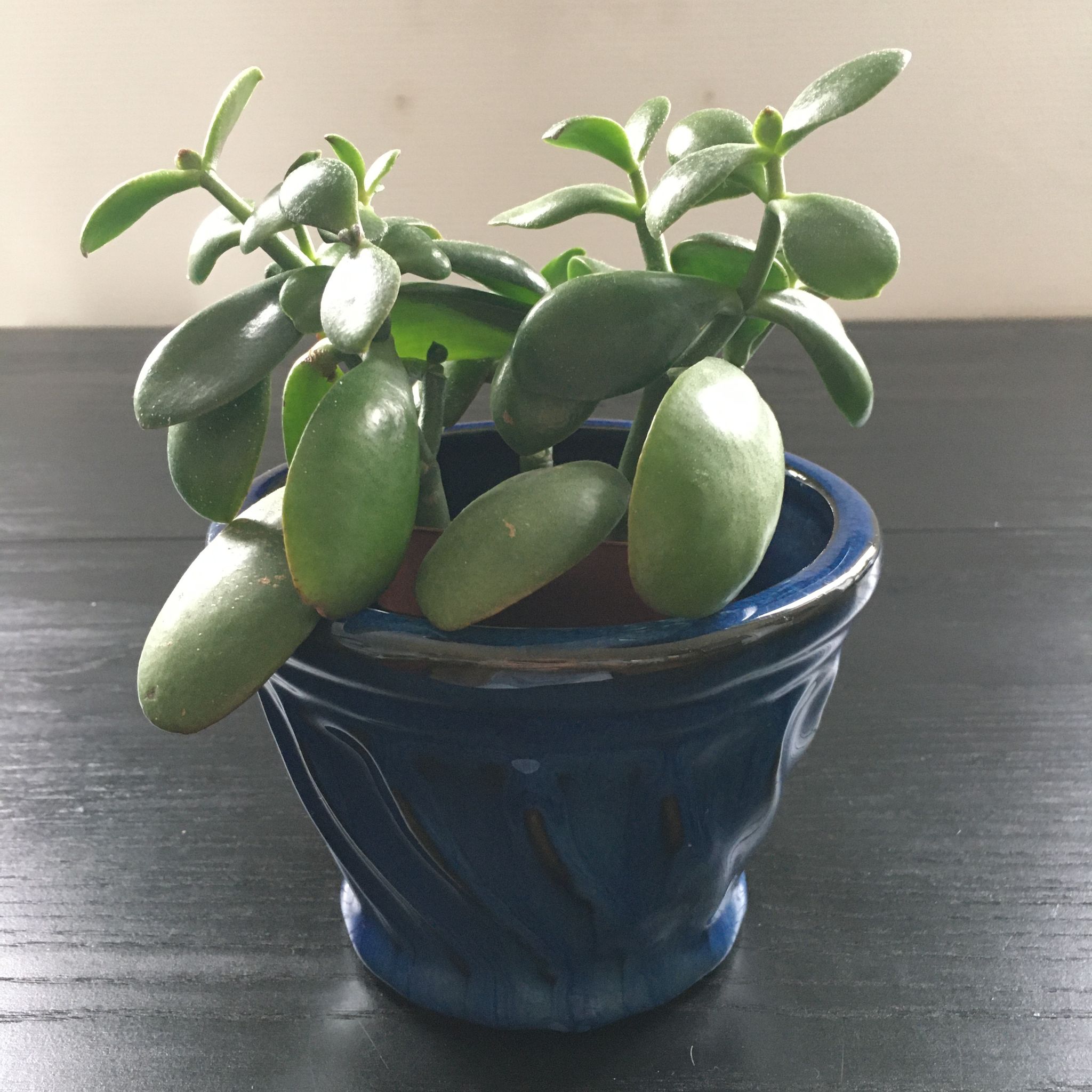 Navy blue stoneware pot.