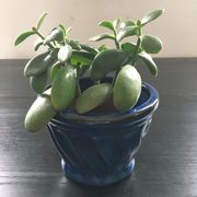 Navy blue stoneware pot.