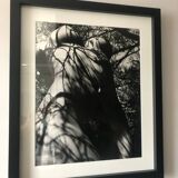 Lucien Clergue (1934-2014) - Nu dans la forêt 1973 Tirage Original Numéroté