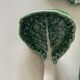 Cabbage tureen in slip 4 pieces
