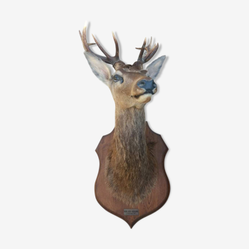 Naturalized deer head