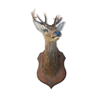 Naturalized deer head