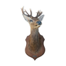 Naturalized deer head