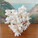 Ancient Coral XL