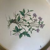 Vintage tray and under glass