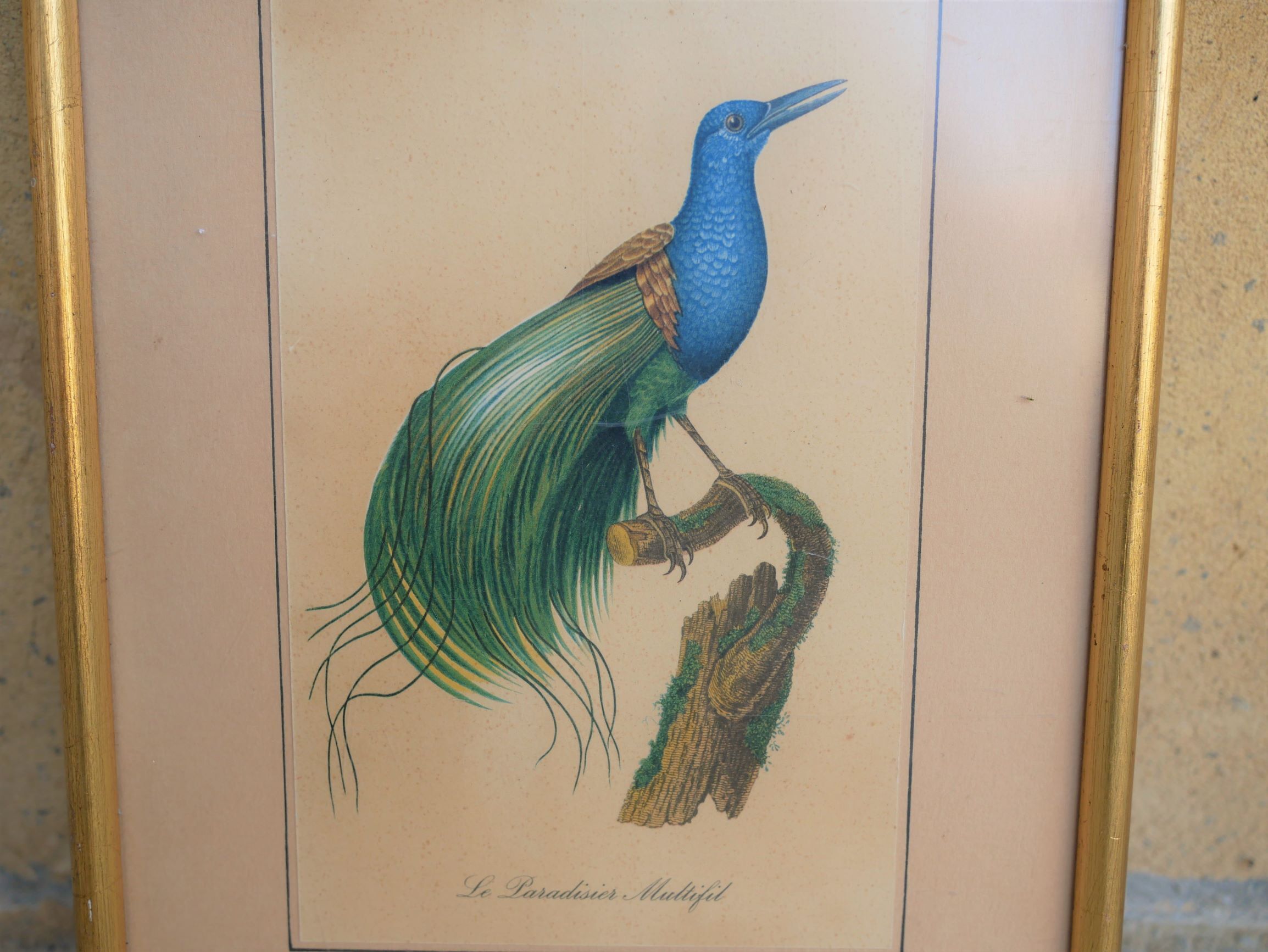 Bird the Multifil Paradise