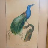 Bird the Multifil Paradise