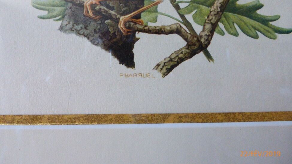 Birds - collection Hepatior No. 18