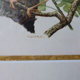 Birds - collection Hepatior No. 18