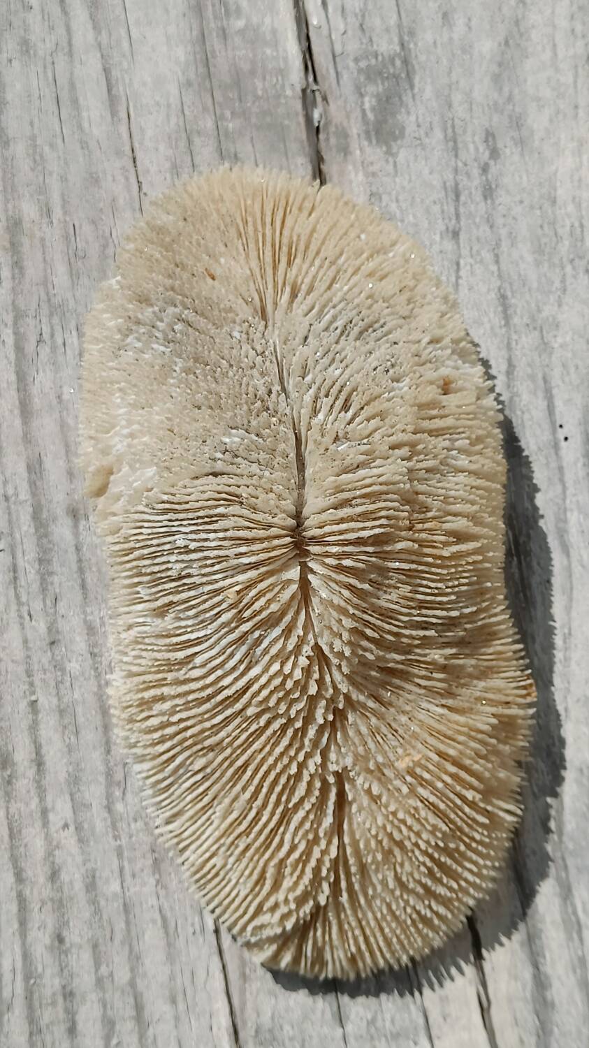 Vintage coral fungia