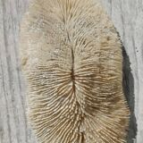 Vintage coral fungia