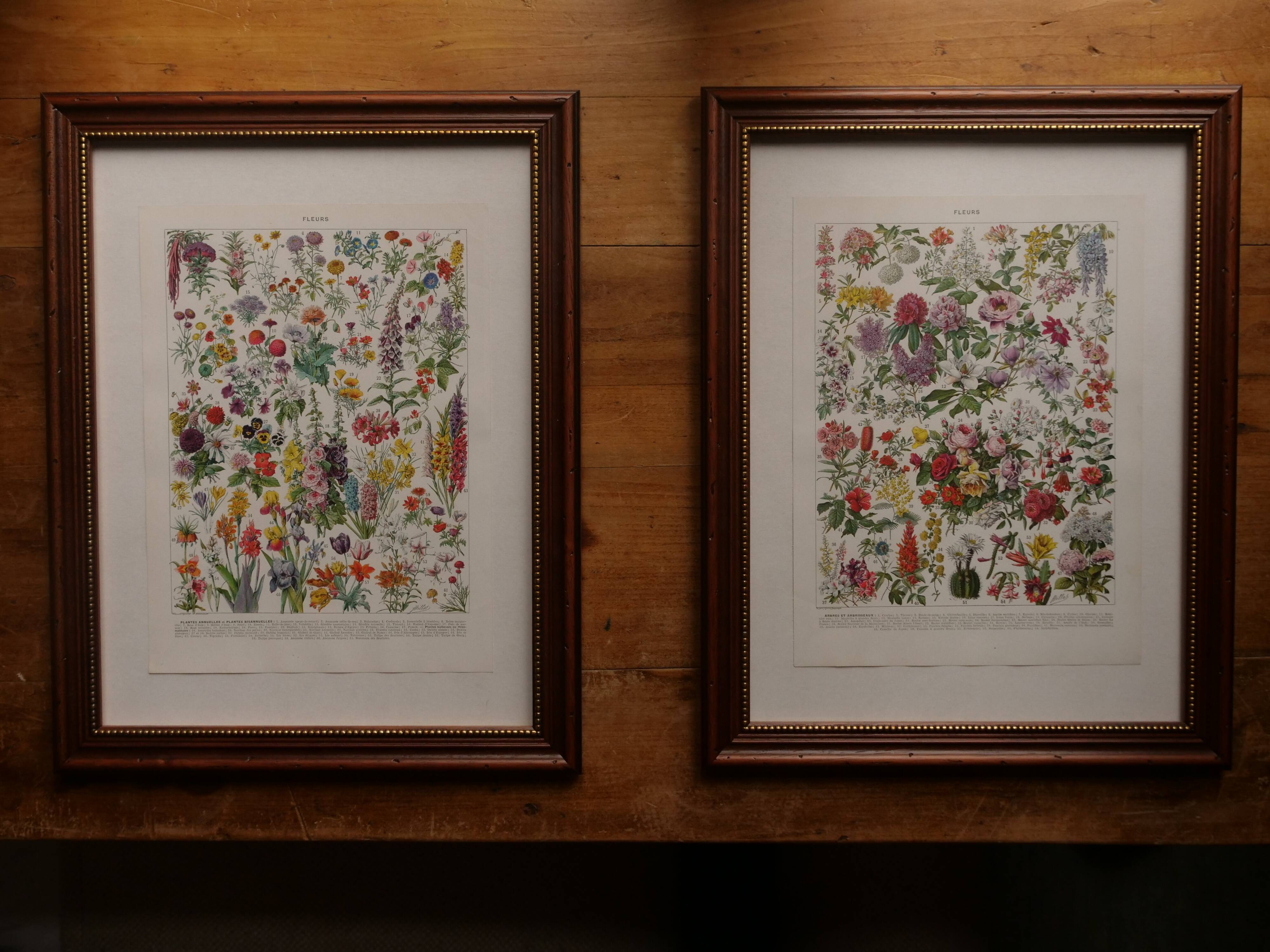 Original lithograph on medicinal plants (1)