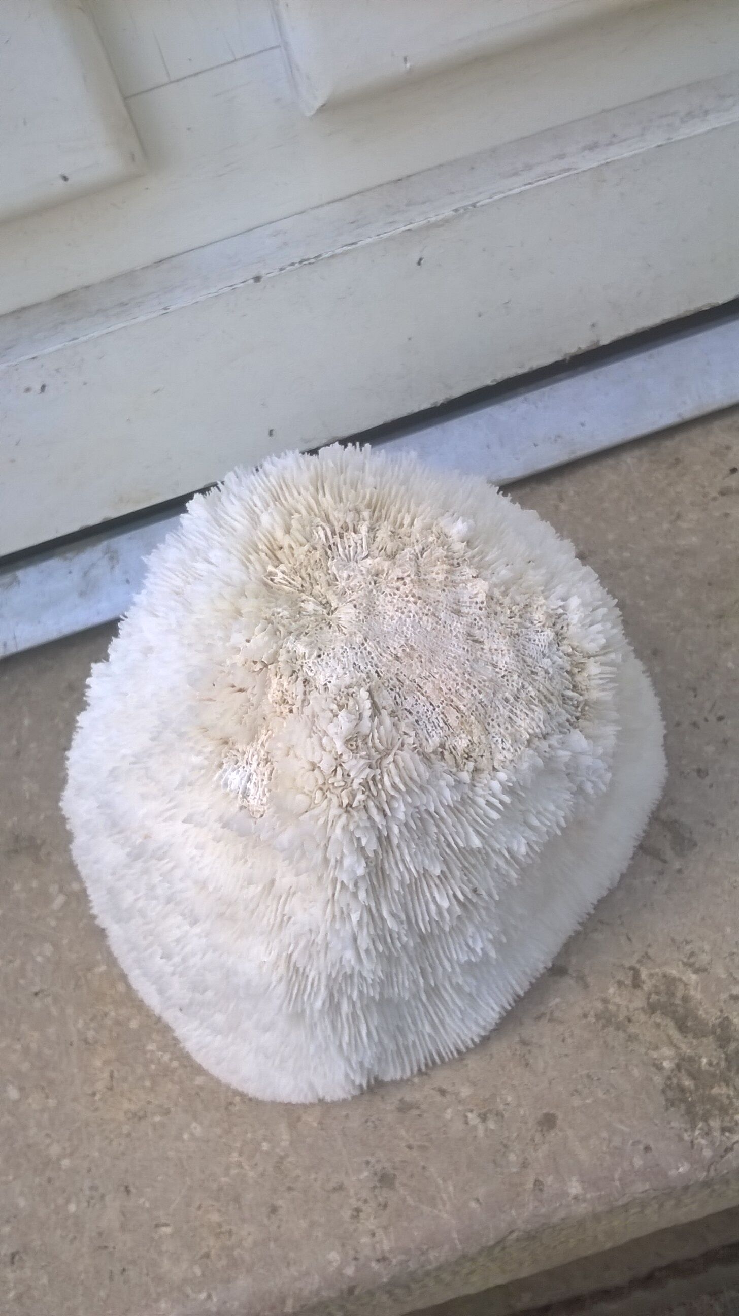Corail blanc