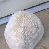 White coral