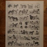 Original lithograph on dogs