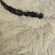 Large Berber M'rirt rug in cream and black wool, Moroccan rug.