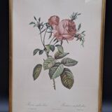 Botanical lithograph Hundred-leaf rose bush PJ Redouté