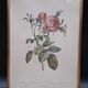 Lithographie botanique Rosier cent feuilles foliacé PJ Redouté