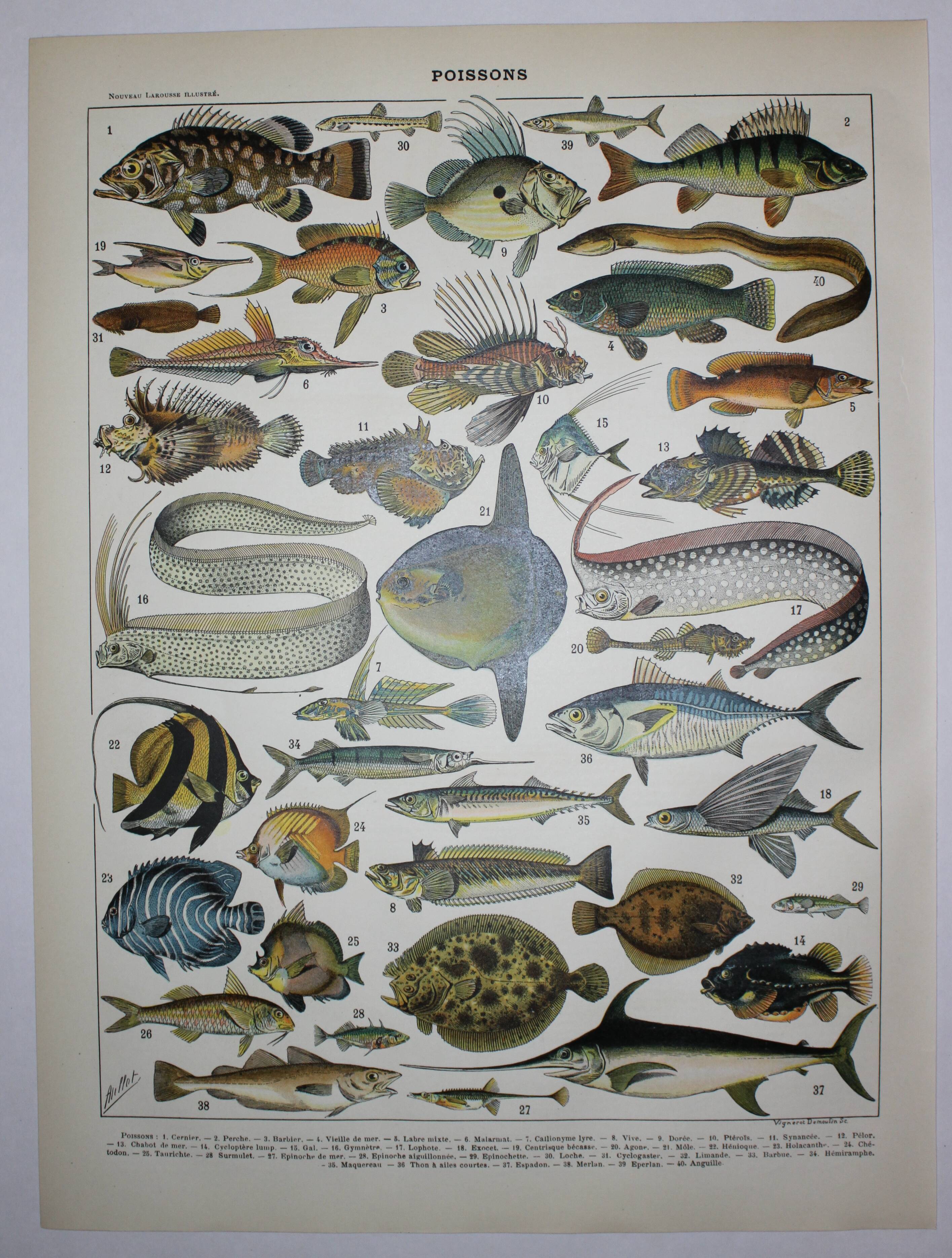 Lithograph • Fish 1, marine animals • Original lithograph from 1898