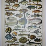 Lithograph • Fish 1, marine animals • Original lithograph from 1898