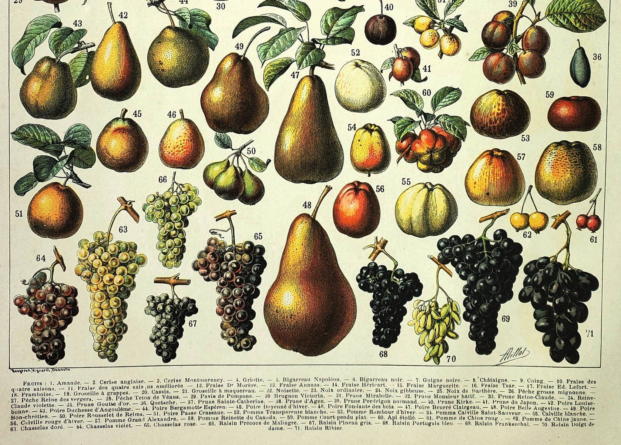 Gravure de 1897 - Fruits par A. Millot - Lithographie ancienne cuisine