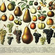 Gravure de 1897 - Fruits par A. Millot - Lithographie ancienne cuisine