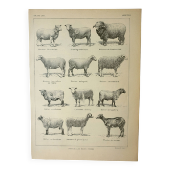 Gravure ancienne 1922, Mouton, races ovines, bélier, laine • Lithographie, Planche originale