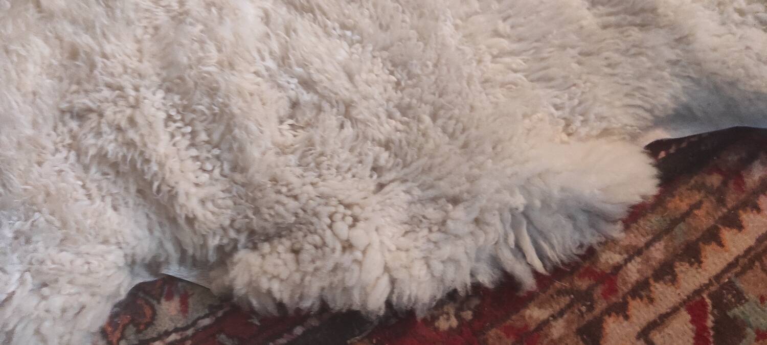 Peau de mouton