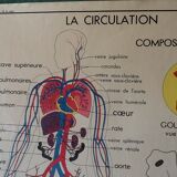 Displays educational vintage circulation / heart