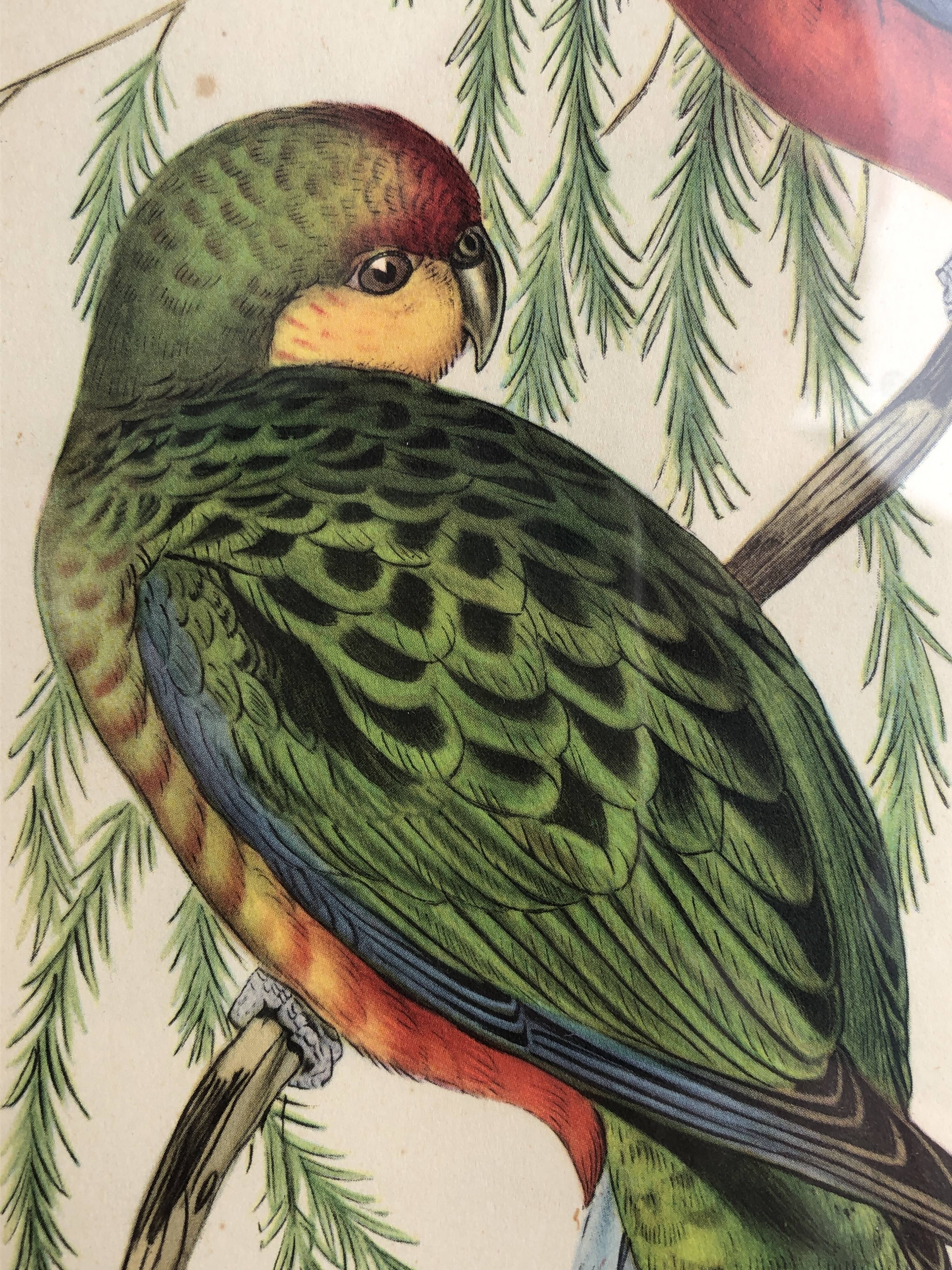 « Platycercus Icterotis » ornithological board  - J&L Gould