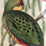 « Platycercus Icterotis » ornithological board  - J&L Gould