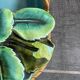 Rare Majolica Strawberry Basket - Sarreguemines 1521 - Circa 1880