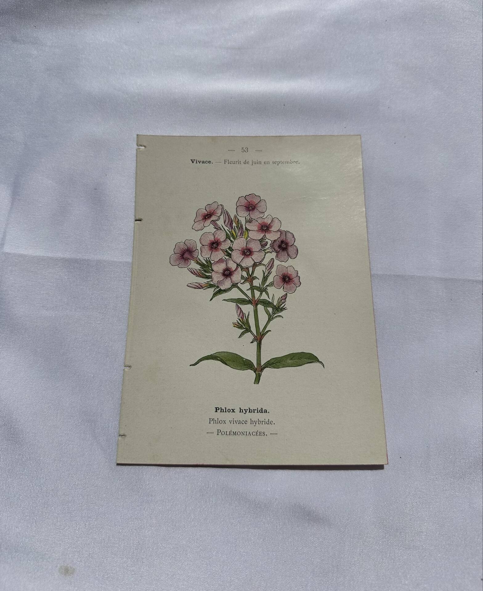 Planche botanique gravure florale naturaliste 19eme