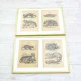 Images zoologiques encadrées, 1970