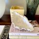 23 cm holy water font, cabinet of curiosities