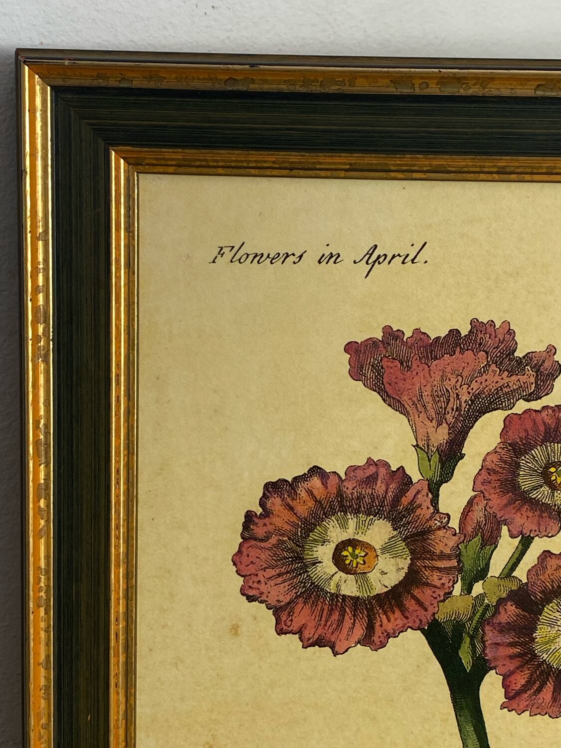 Botanical poster Auricula, after J.Duke