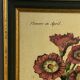Botanical poster Auricula, after J.Duke