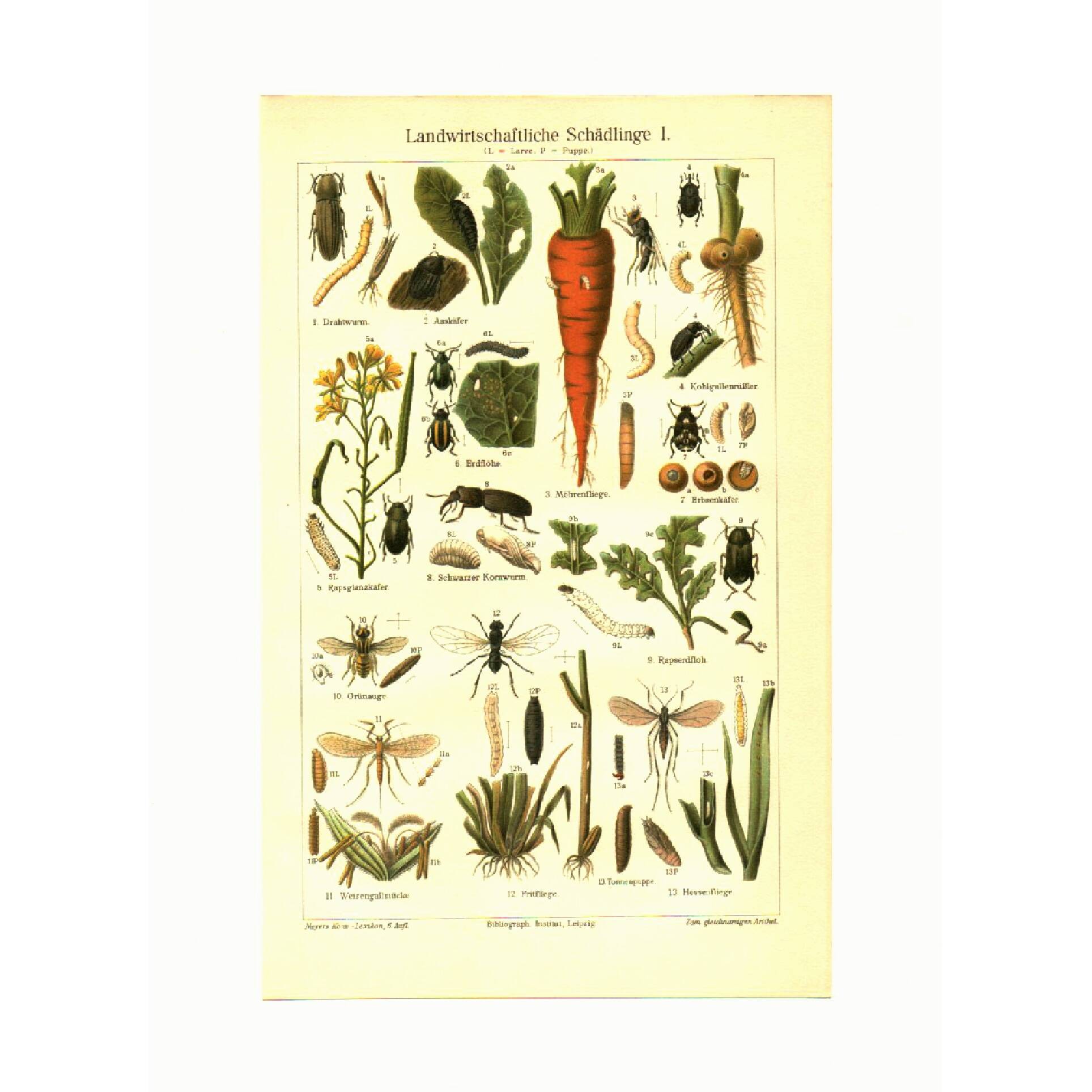 Old engraving from 1904 - Agricultural parasites, - Lithograph plate