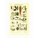 Old engraving from 1904 - Agricultural parasites, - Lithograph plate